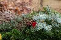 ein Bild aus dem Album